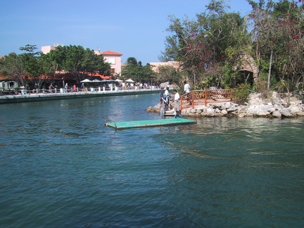 Puerto Aventuras Dolphins2
